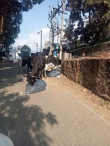 நெகிழிக் கழிவுகளை உண்ணும் கால்நடைகள்