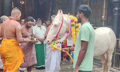 சிதம்பரம் நடராஜர் கோயில் குதிரை மரணம்
