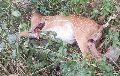 மான் உயிரிழப்பு