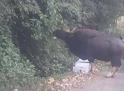 கொடைக்கானலில் சுற்றுலா வாகனத்தை தாக்கிய காட்டு மாடு!