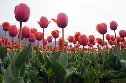 என்டிஎம்சியின் துலிப் மலா்கள் கண்காட்சி தொடங்கியது