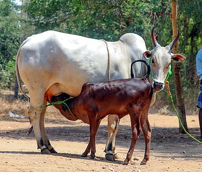 பழையகோட்டை சந்தையில் ரூ.4 லட்சத்துக்கு காங்கேயம் இன மாடுகள் விற்பனை