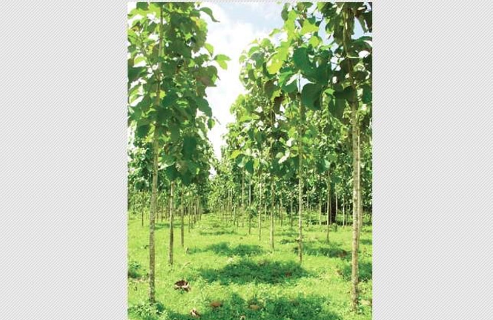 தேக்கு மரம் வளர்ப்போம்