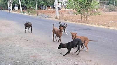 தெருநாய்கள் தொல்லை:
உயா்நீதிமன்றத்தில் வழக்கு