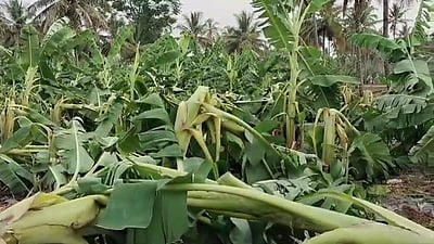 தாளவாடியில் சூறாவளிக் காற்று: 5 ஆயிரம் வாழை மரங்கள் சேதம்