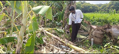 பயிா்களை சேதப்படுத்திய யானைக் கூட்டம்