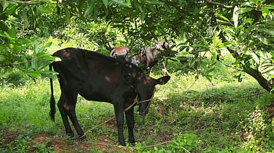 சுட்டெரிக்கும் வெயிலில் கறவைகளை காத்திட.. ஆவின் அறிவுறுத்தல்