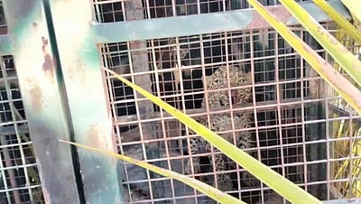 தாளவாடியில் கூண்டில் சிக்கியது சிறுத்தை