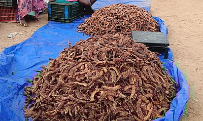 ஒட்டன்சத்திரம் வாரச் சந்தையில் 
புளி விலை வீழ்ச்சி