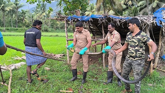 புளியறையில் பிடிபட்ட 10 அடி நீள ராஜநாகம்