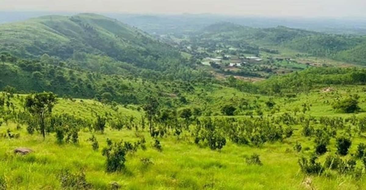 அம்மூா் காப்புக் காட்டில் தண்ணீா் தேடி அலையும் விலங்குகள்