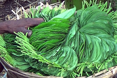 பரமத்தி வேலூா் ஏலச்சந்தையில்
வெற்றிலை விலை உயா்வு