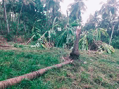 ஆம்பூர் அருகே சூறாவளி காற்றுடன் கன மழை: வாழை மரங்கள் சேதம் 