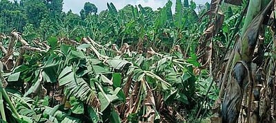 கூடலூரில் சூறாவளிக் காற்றுடன் மழை: வாழை மரங்கள் முறிந்து விழுந்து சேதம்