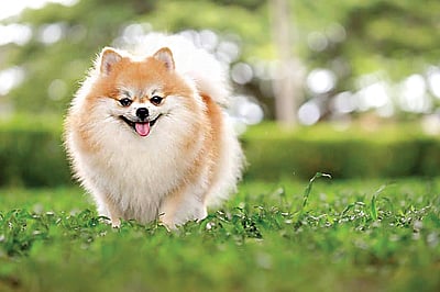 நாய் வளர்க்க போறீங்களா?