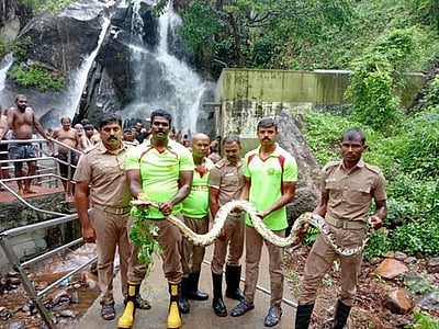 குற்றாலம் ஐந்தருவியில் 
குரங்கை விழுங்க முயன்ற  மலைப் பாம்பு