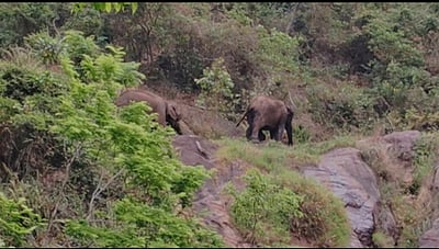 பாறை இடுக்குகளில் தண்ணீா் தேடும் யானைகள்