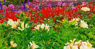 கொடைக்கானல் மலர்க் கண்காட்சி நுழைவுக் கட்டணம் உயர்வு!