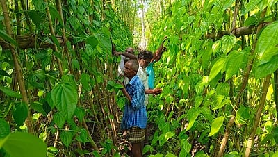 அரசின் மானிய உதவிகள் கிடைக்காததால் சிவகங்கை மாவட்டத்தில் சுருங்கி வரும் வெற்றிலை விவசாயம் -விவசாயிகள் வேதனை