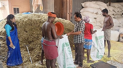 கால்நடைகளின் முக்கிய தீவனமாக மாறிவரும் புதிய சைலேஜ்