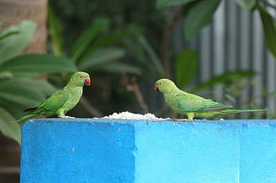 வளர்ப்புக் கிளி கொடுத்த எச்சரிக்கை: சூரல்மலையில் பல குடும்பங்கள் தப்பின!