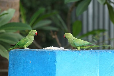வளர்ப்புக் கிளி கொடுத்த எச்சரிக்கை: சூரல்மலையில் பல குடும்பங்கள் தப்பின!