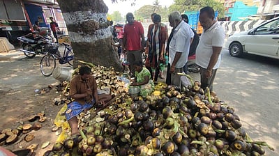 செய்யாறில் பனை நுங்கு விற்பனை அமோகம்