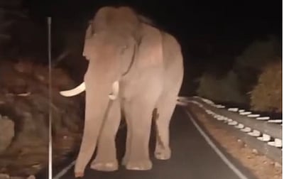 வால்பாறை சாலையில் ஒற்றைக் காட்டு யானை: வைரல் விடியோ!