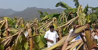 மேட்டூர் கொளத்தூர் பகுதியில்  சூறைக்காற்று: 5 ஆயிரம் வாழைகள் சேதம்