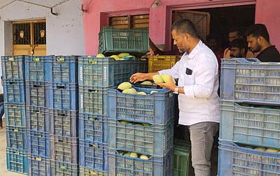 ஆயக்குடி கிடங்கில் சோதனை: 
ரசாயனம் வைத்து பழுக்க வைக்கப்பட்ட 100 கிலோ மாம்பழங்கள் பறிமுதல்