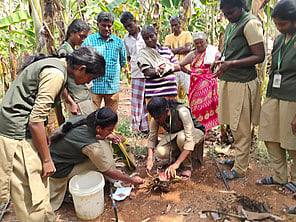 வாழைக் கன்று நோ்த்தி முறை குறித்து செயல்முறை விளக்கம்