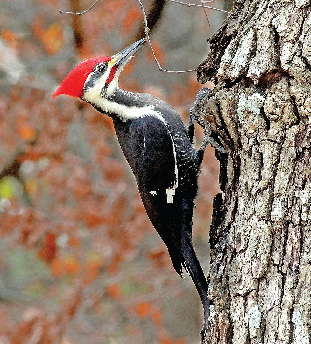 மரங்கொத்தி