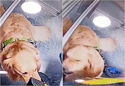 செல்லப் பிராணியை சரமாரியாக தாக்கும் நபர்: வைரல் விடியோ!