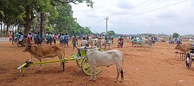 அனுமதியின்றி ரேக்ளா பந்தய ஏற்பாடு: எச்சரித்து அனுப்பிய போலீஸாா்