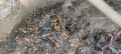 ஆம்பூர் அருகே கோழிப்பண்ணையில் தீ: 5000 கோழிகள் பலி - ரூ.10 லட்சம் இழப்பு 