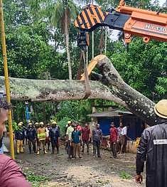 சாலையின் குறுக்காக சாய்ந்த மரம்: போக்குவரத்து பாதிப்பு