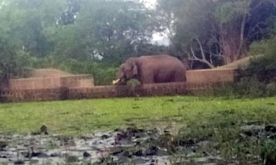 தண்ணீரைத் தேடி வந்த யானை...