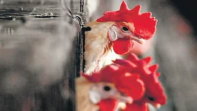 பறவைக் காய்ச்சல் எதிரொலி: 42 லட்சம் கோழிகளைக் கொல்ல உத்தரவு!
