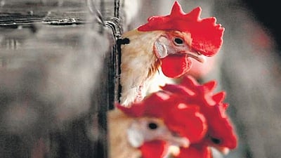 பறவைக் காய்ச்சல் எதிரொலி: 42 லட்சம் கோழிகளைக் கொல்ல உத்தரவு!