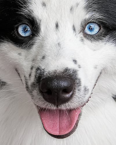 நாய்கள் பலவிதம்... ஒவ்வொன்றும் ஒருவிதம்!