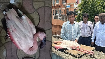 விமானம் மோதி கொத்து கொத்தாக இறந்து விழுந்த பறவைகள்!