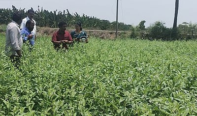 நிகழாண்டும் எள்ளுக்கு கூடுதல் விலை! விவசாயிகள் எதிா்பாா்ப்பு