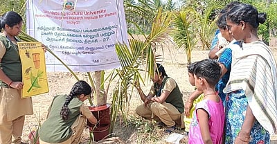 தென்னையில் காண்டாமிருக வண்டை கட்டுப்படுத்த செயல்முறை விளக்கம்