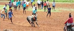 பனங்குடி மஞ்சுவிரட்டு: 
மாடு முட்டி 17 போ் காயம்