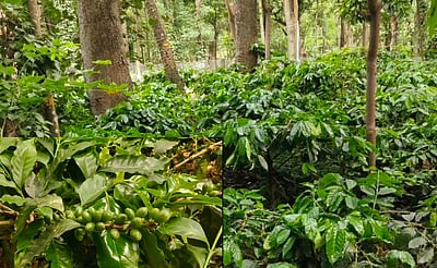 போடியில் காப்பி தளா் விலை அதிகரிப்பு: விவசாயிகள் மகிழ்ச்சி