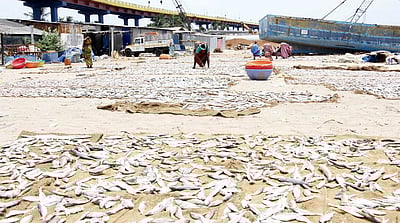 பாம்பன் கருவாடுகளுக்கு வரவேற்பு: நாள்தோறும் ஆயிரம் கிலோ விற்பனை