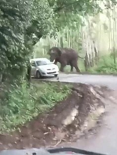 கோ்மாளம் வனச் சாலையில் 
காரை துரத்திய காட்டு யானை
