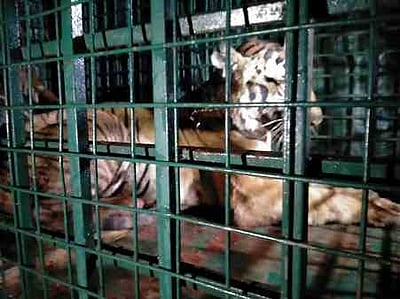 வயநாட்டில் கால்நடைகளைத் தாக்கிய புலி கூண்டில் சிக்கியது