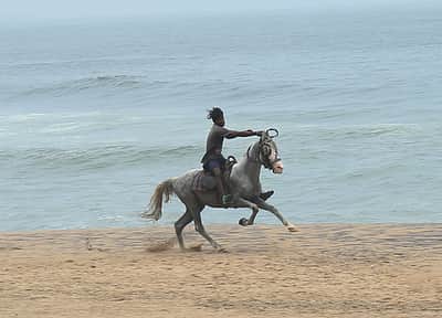 கிளாண்டர்ஸ் தொற்று: தமிழ்நாடு முழுவதும் குதிரை சவாரிக்கு கட்டுப்பாடு 