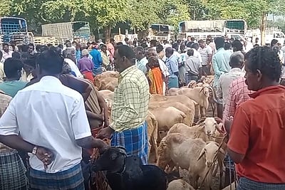 பக்ரீத் பண்டிகை: நங்கவள்ளி சந்தையில் ரூ. 2 கோடிக்கு ஆடுகள் விற்பனை!